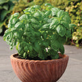  Dolce Fresca Basil