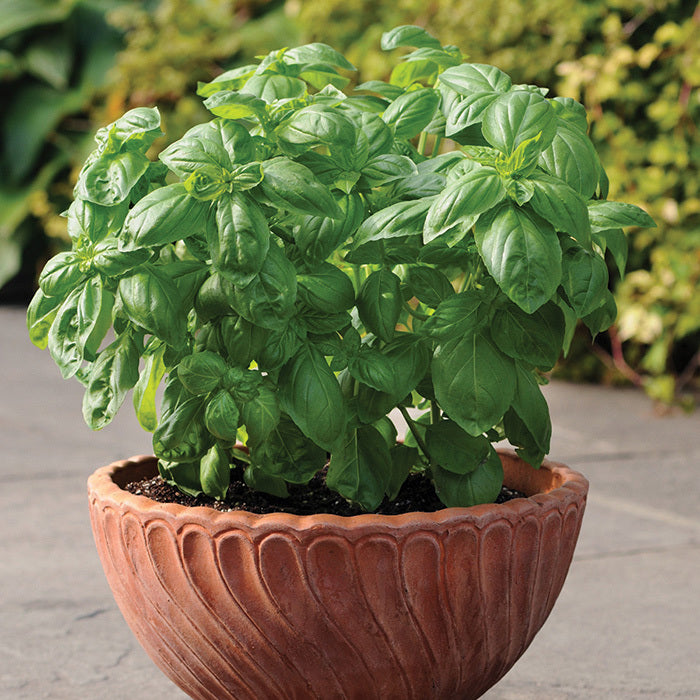  Dolce Fresca Basil