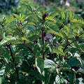 Basil Cinnamon