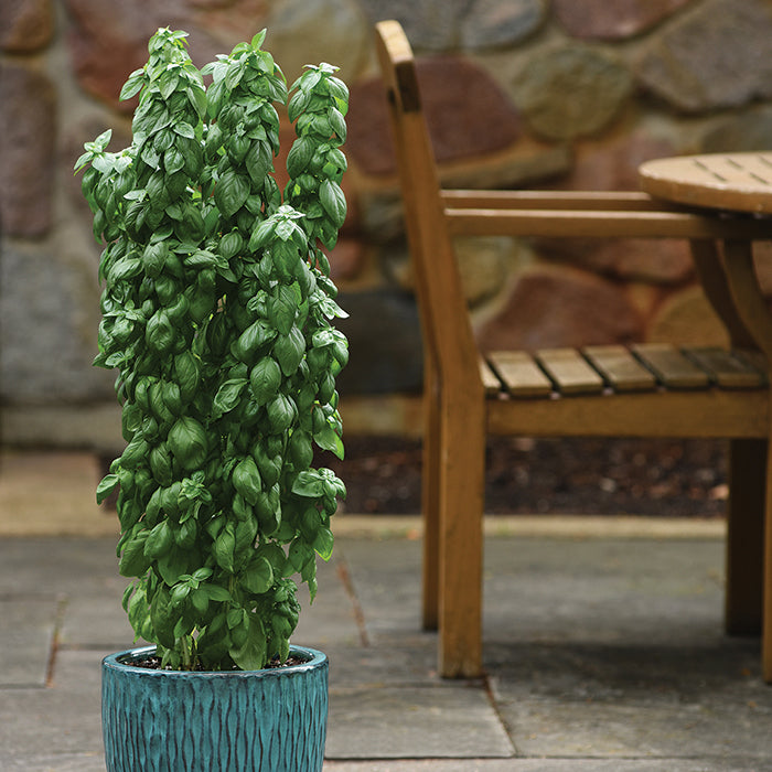  Everleaf&trade; Emerald Towers Basil