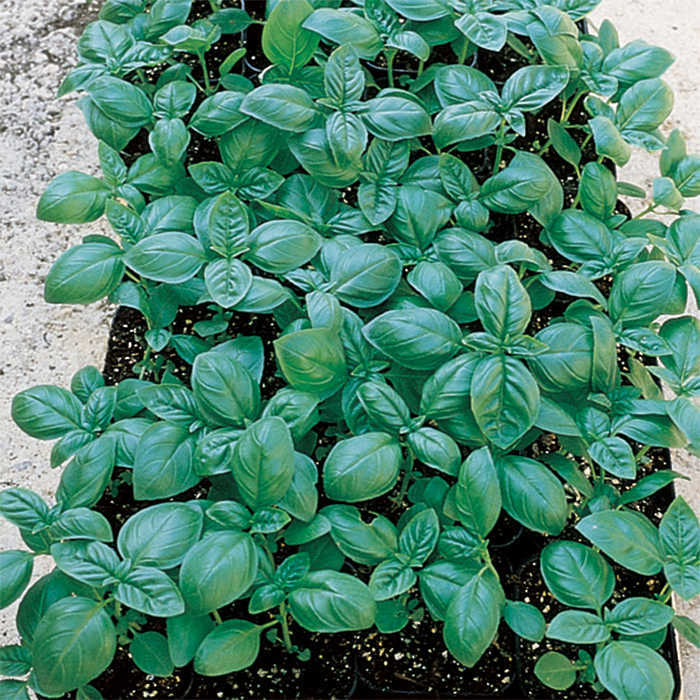  Basil Italian Large Leaf