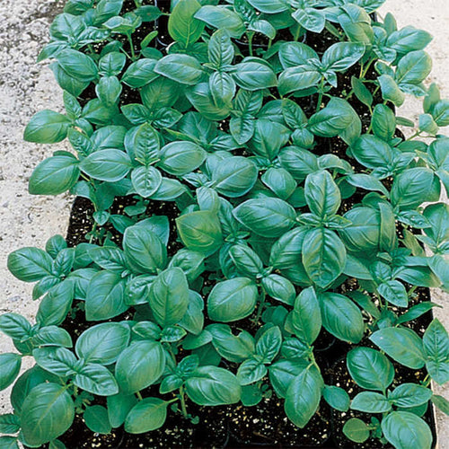  Basil Italian Large Leaf