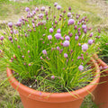  Chives