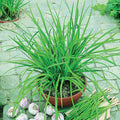  Geisha Garlic Chives