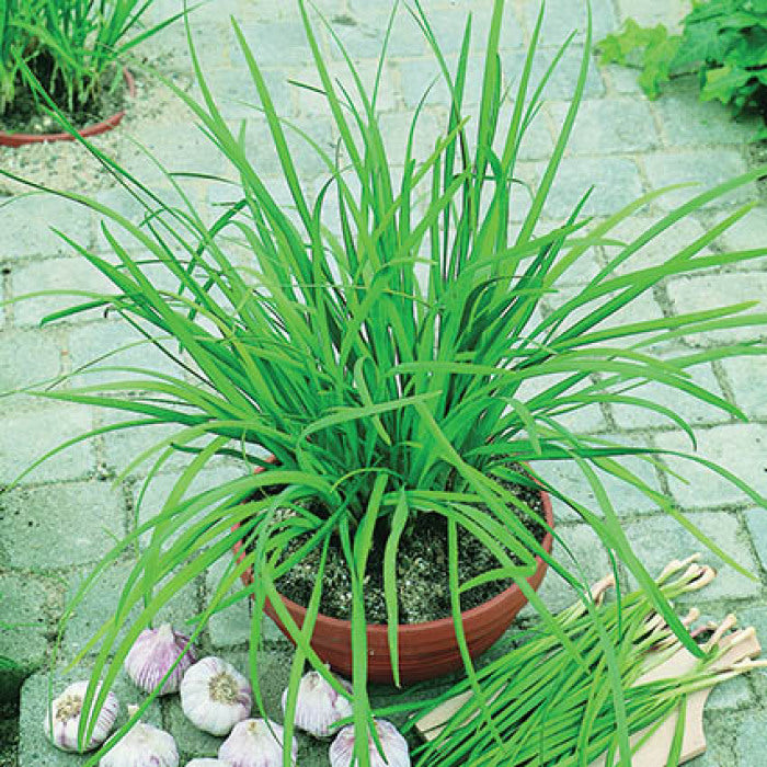  Geisha Garlic Chives