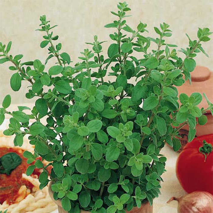  Oregano Greek
