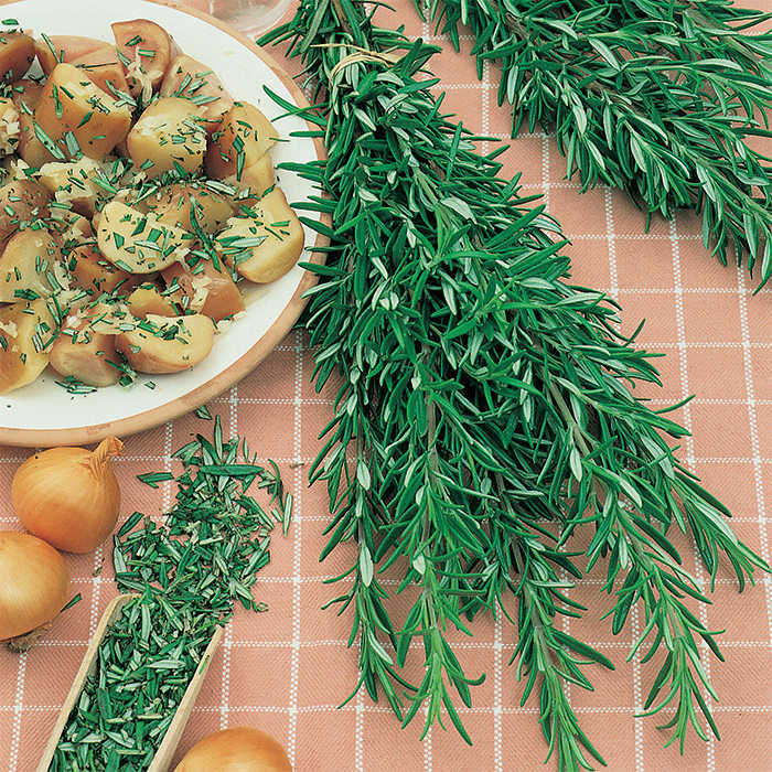  Rosemary