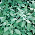  Sage Broadleaf