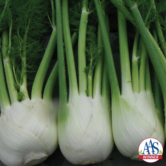  Antares Hybrid Fennel