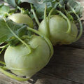  Quickstar Hybrid Kohlrabi