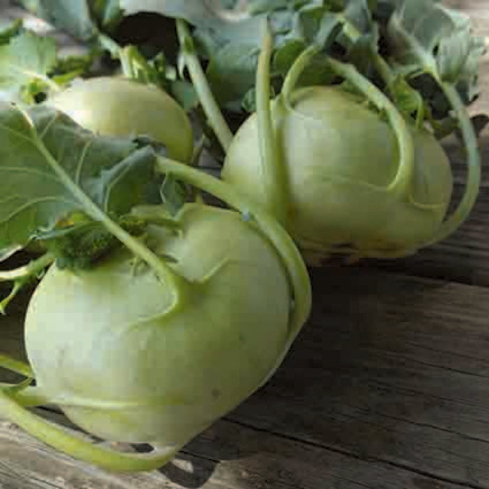  Quickstar Hybrid Kohlrabi