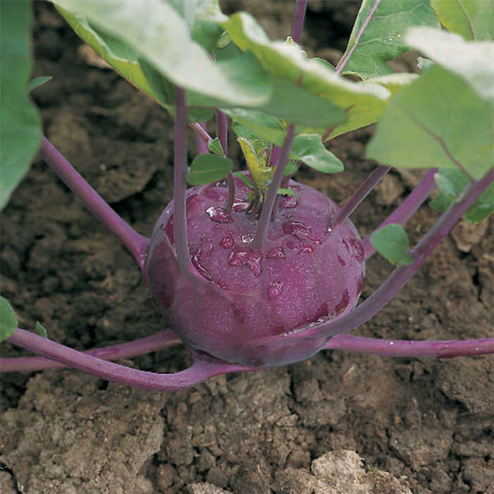  Kolibri Hybrid Kohlrabi