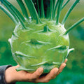  Kossak Hybrid Kohlrabi