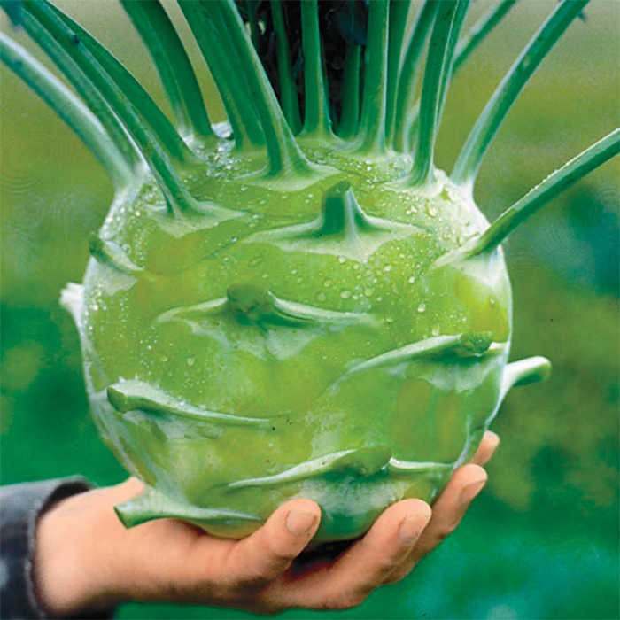  Kossak Hybrid Kohlrabi