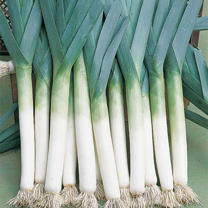  Lancelot Leek