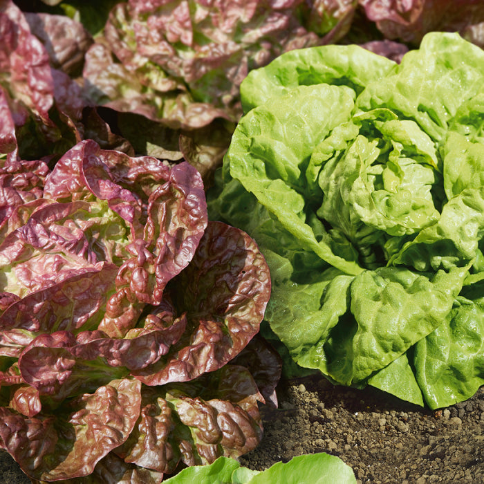  Butterhead Blend Lettuce