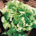  Buttercrunch Lettuce