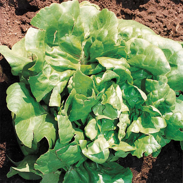  Buttercrunch Lettuce
