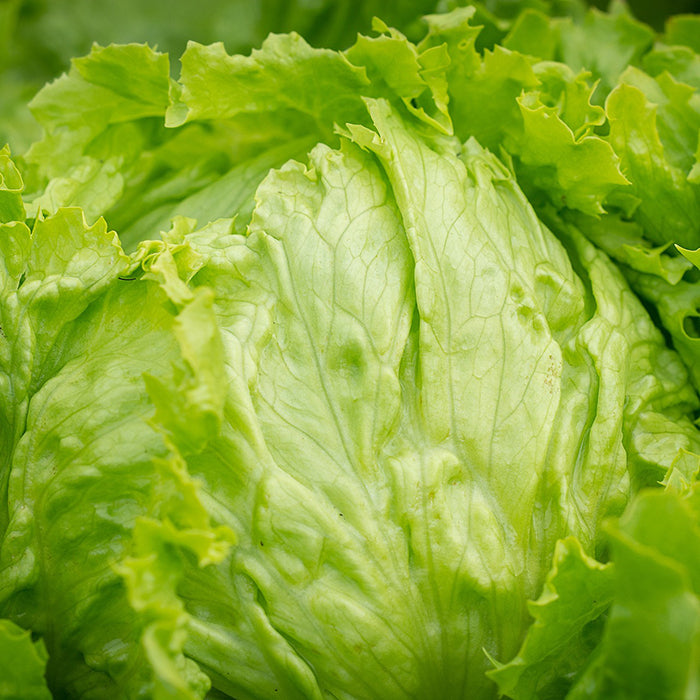  Iceberg Lettuce