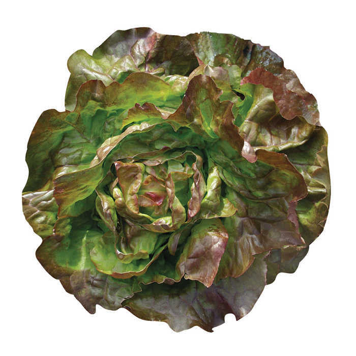  Edox Lettuce