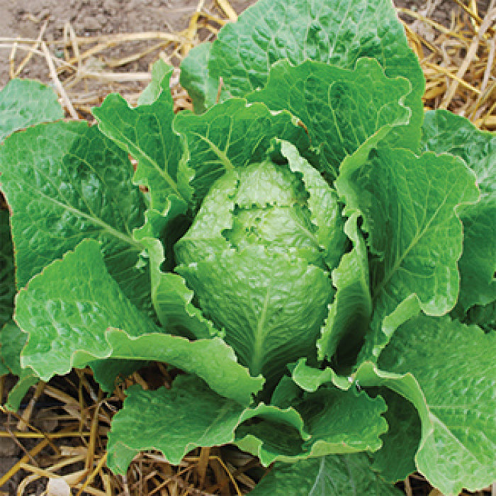 Crisp Mint Romaine Lettuce