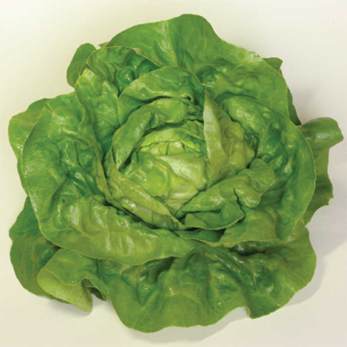  Sylvesta Lettuce