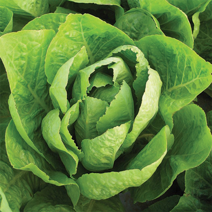  Super Jericho Lettuce