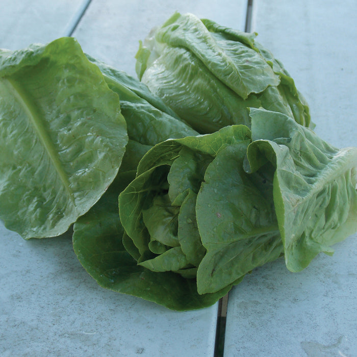  Little Gem Romaine Lettuce