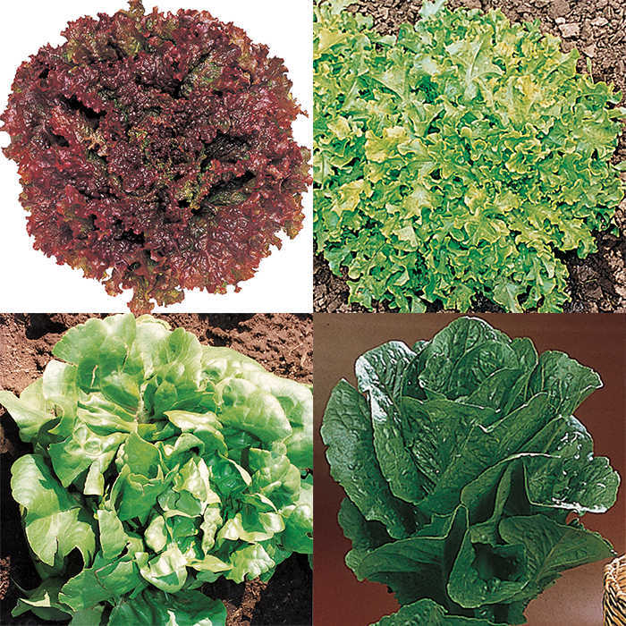  Lettuce Sampler