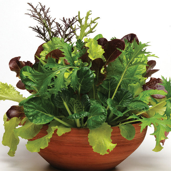  City Garden Mesclun Blend