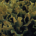  Black Seeded Simpson Looseleaf Lettuce