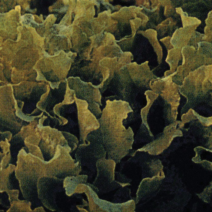  Black Seeded Simpson Looseleaf Lettuce