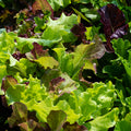  Jung's Sweet Repeat Leaf Lettuce Blend