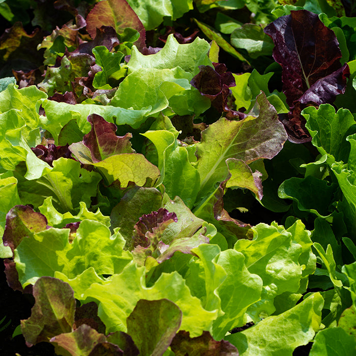  Jung's Sweet Repeat Leaf Lettuce Blend
