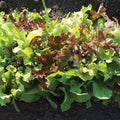 Jung's Kaleidoscope Lettuce Blend