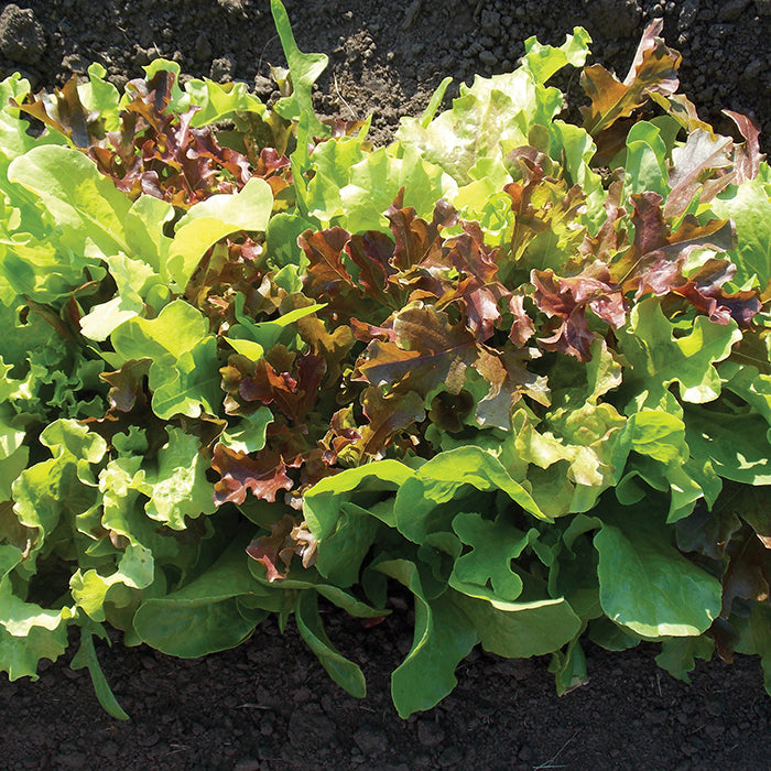  Jung's Kaleidoscope Lettuce Blend