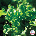  Salad Bowl Looseleaf Lettuce
