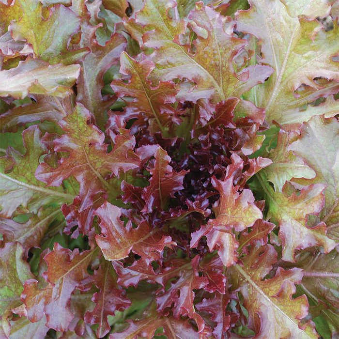  Red Salad Bowl Lettuce