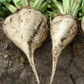  Buck Lunch Sugar Beet
