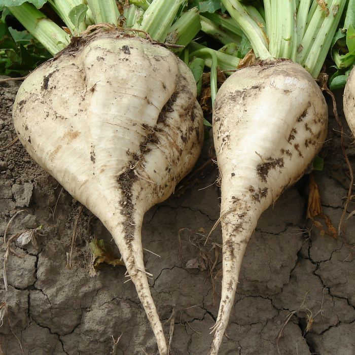  Buck Lunch Sugar Beet