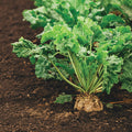  Newbie Sugar Beet