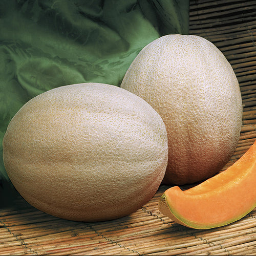  Aphrodite Hybrid Muskmelon