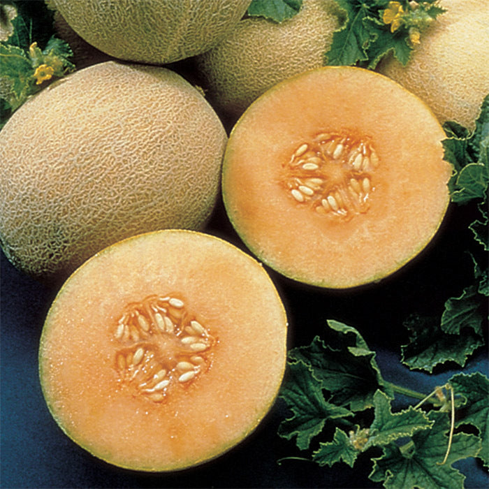 Ambrosia Hybrid Muskmelon