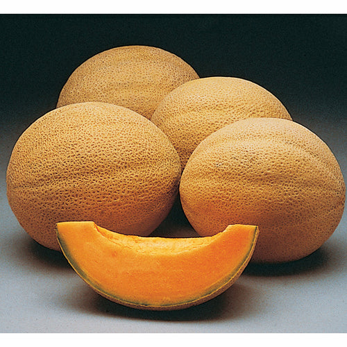  Athena Hybrid Muskmelon