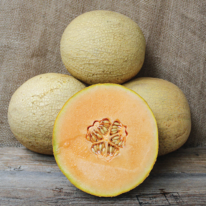  Goddess Hybrid Muskmelon