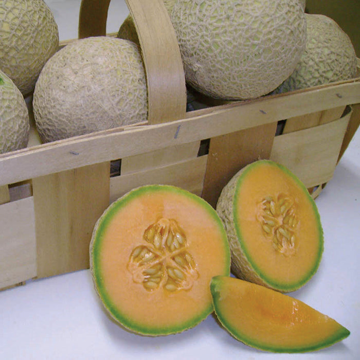  Sugar Cube Hybrid Mini-Sized Melon
