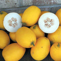  Vine Peach Or Mango Melon