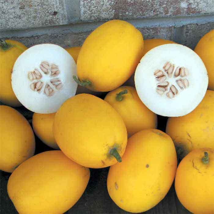  Vine Peach Or Mango Melon
