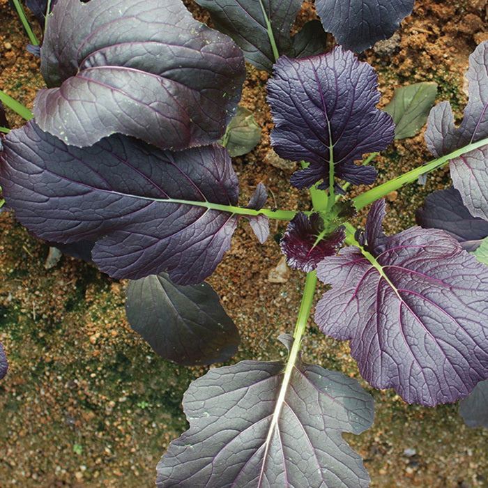  Red Kingdom Hybrid Mizuna