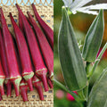  Okra Offer